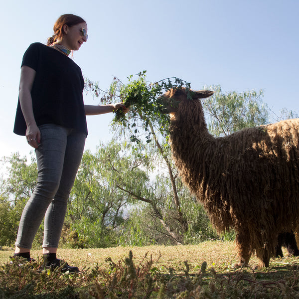 The Wunder Fiber: Alpaca