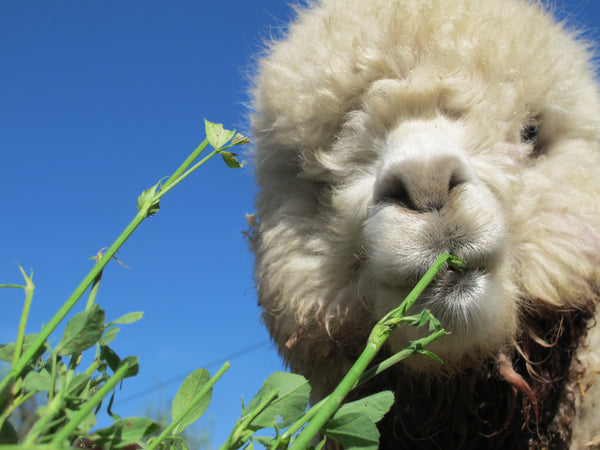 How Alpaca Teach Us Low-Impact Living from Farm to Knit