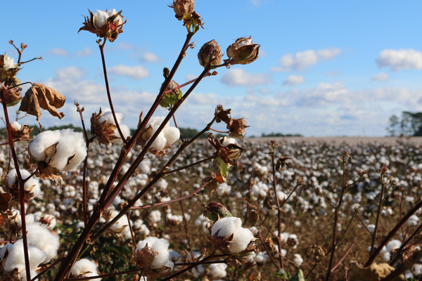 5 Facts About Pima Cotton That Will Blow Your Mind